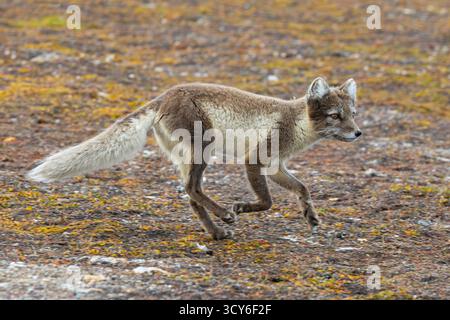 Renard arctique / renard polaire (Vulpes lagopus) en manteau d'été courant sur la toundra montrant ses couleurs de camouflage, Svalbard / Spitzberg Banque D'Images