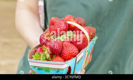 La main tient un panier vibrant rempli de fraises fraîchement cueillies, soulignant les riches couleurs et textures des fruits dans un environnement naturel Banque D'Images