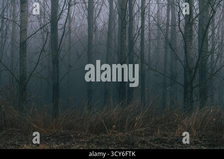 Forêt sombre brumeuse effrayante en hiver, arbres, branches, code à barres des arbres, près de Pannonhalma, Hongrie Banque D'Images