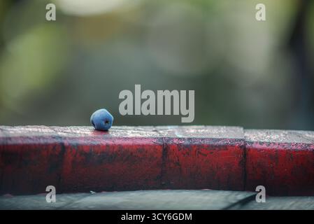 Vue macro de pépins de raisin de vigne bleu sur fût de vin. Raisins pour la fabrication de vin de glace. Vue détaillée d'un cépage Cabernet Franc dans un vignoble en automne. Banque D'Images