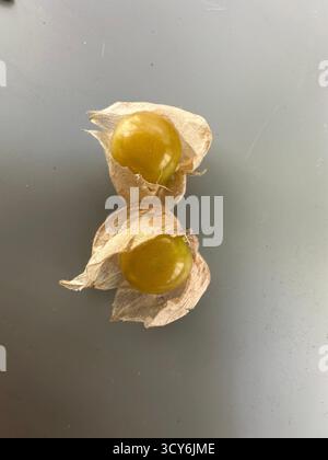 Cerises jaunes mûres du jardin dans Hudson Valley New York usa Banque D'Images