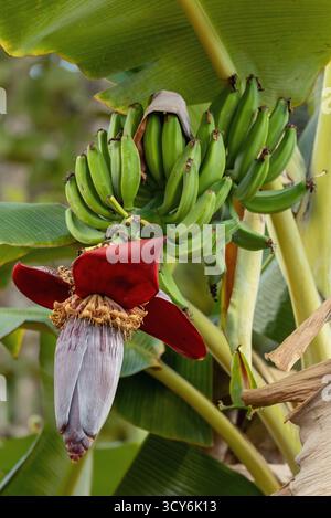 Vue rapprochée d'une fleur de banane et d'un groupe de bananes vertes non mûres poussant sur une plante Musa près de Minca, Colombie. Banque D'Images