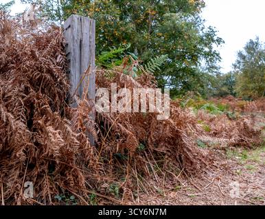 Poteau de portail en bois entouré de fougères marron et orange. Capturé à l'automne Banque D'Images