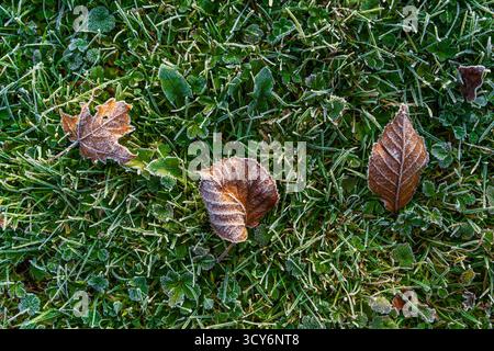 Feuilles d'automne congelées sur l'herbe verte recouverte de gel matinal. Scène saisonnière paisible dans le parc de la ville, capturant la beauté des premiers jours froids d'automne. Banque D'Images