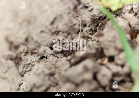Gros plan de fourmis rampant sur le sol près de l'entrée du nid Banque D'Images