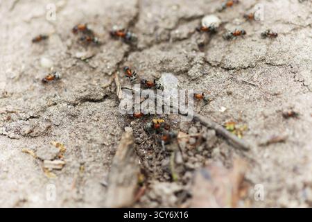 Gros plan de fourmis rampant sur le sol près de l'entrée du nid Banque D'Images
