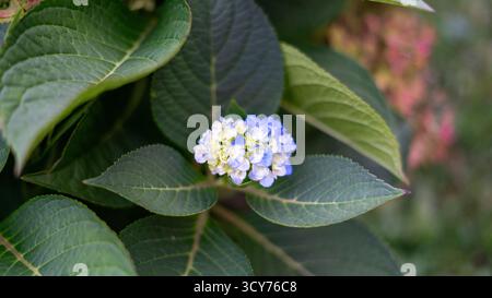 Un groupe vif de fleurs blanches, bleues et jaunes poussant ensemble sur une seule plante, capturées dans les détails pour mettre en évidence leur harmonie unique et Banque D'Images