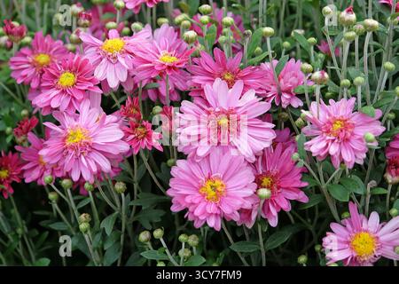 Chrysanthème rose, ou mamans « Herbstkuss » en fleur. Banque D'Images