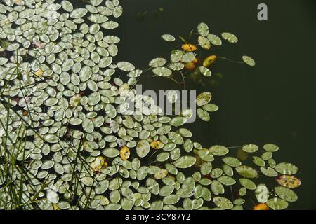 Virginie, États-Unis. Feuilles de nénuphar sur un étang. Banque D'Images
