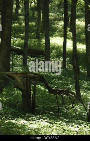 Arbre avec tronc cassé dans les bois. Forêt de feuillus dans les Blue Ridge Mountains avec des arbres indigènes et un couvert végétal luxuriant en été. Banque D'Images