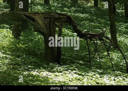 Arbre avec tronc cassé dans les bois. Forêt de feuillus dans les Blue Ridge Mountains avec des arbres indigènes et un couvert végétal luxuriant en été. Banque D'Images
