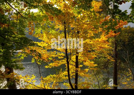 Automne coloration des feuilles d'Un arbre sur la rive du Hechtsee. Atmosphère automnale dans le Brandenberger Alpen près de Kufstein dans le Tyrol, Österreic Banque D'Images