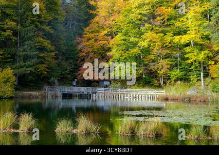 Pont en bois à Hechtsee, Un lac de baignade populaire dans le Brandenberger Alpen près de Kufstein dans le Tyrol, Österreich. Atmosphère automnale et arbre coloré Banque D'Images