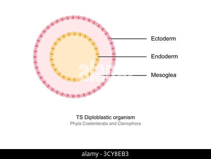 Illustration d'une gastrula diploblastique, montrant le stade embryonnaire avec deux couches germinales, l'ectoderme et l'endoderme, qui forment la structure corporelle de base chez les animaux simples tels que les cnidaires. Banque D'Images