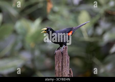 Cacique cramoisi perché sur un poteau en bois dans la forêt équatorienne, montrant sa croupe rouge vif et ses yeux bleu pâle. Banque D'Images