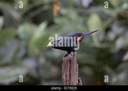 Cacique cramoisi perché sur un poteau en bois dans la forêt équatorienne, montrant sa croupe rouge vif et ses yeux bleu pâle. Banque D'Images