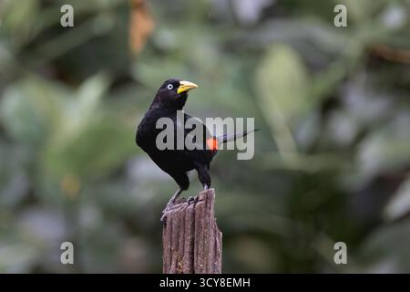 Cacique cramoisi perché sur un poteau en bois dans la forêt équatorienne, montrant sa croupe rouge vif et ses yeux bleu pâle. Banque D'Images