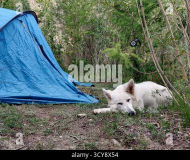 Chien berger suisse blanc est couché et dort sur le sol sur l'herbe près de la tente de camping. Scène sereine de camping en plein air dans la forêt. Banque D'Images