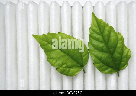 Image conceptuelle de pureté avec des feuilles fraîches vertes sur la surface blanche du filtre à air Banque D'Images