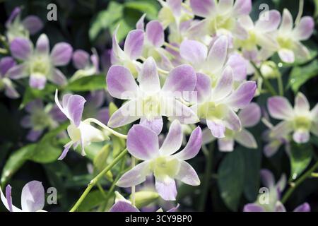 Fleurs d'orchidée colorées vives dans le jardin botanique de Singapour Banque D'Images