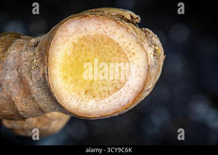 Plan macro d'une racine de gingembre tranchée, révélant une chair jaune pâle et une peau brune texturée Banque D'Images