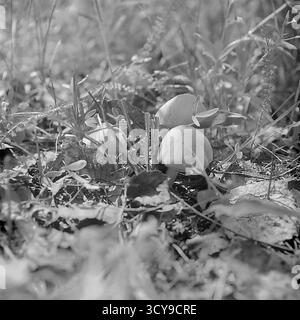 Une photo d'archives en gros plan des années 1970 capture de petits champignons émergeant du sol forestier près de Sviatohirsk, en RSS d'Ukraine. La vue macro détaillée montre les champignons nichés parmi les feuilles mortes, l'herbe et la mousse, soulignant la beauté délicate des sous-bois de la nature. Cette image sereine évoque l'atmosphère tranquille des forêts de Sviatohirsk, un aperçu précieux de l'environnement naturel intact d'un Donbass paisible avant la guerre Banque D'Images