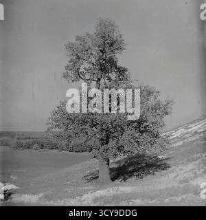 Une photo d'archives atmosphérique des années 1970 capture un chêne solitaire majestueux debout fièrement sur une colline près de Sviatohirsk, RSS d'Ukraine. L'arbre domine le paysage serein, surplombant une vallée au loin. Cette image transmet magnifiquement la force tranquille et la beauté durable de la nature dans la région. C'est un instantané intemporel de l'environnement naturel tranquille d'un Donbass paisible avant la guerre Banque D'Images