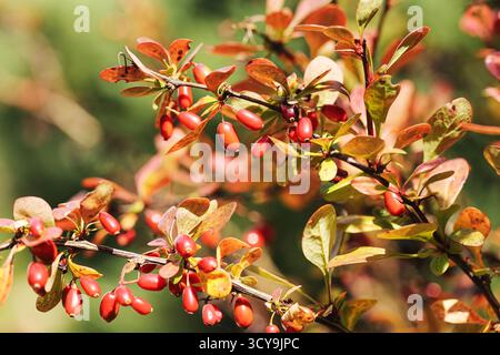 Gros plan de branche d'épine-vinette avec des baies rouges mûres et des feuilles d'automne. Détail végétal saisonnier naturel montrant la croissance d'arbustes sauvages pendant la campagne d'automne. Banque D'Images