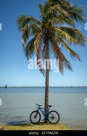 Vélo sous un palmier près de la lagune à Araruama - État de Rio de Janeiro, Brésil Banque D'Images