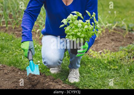 Plantation de basilic dans le jardin biologique, basilic et pelle dans les mains féminines Banque D'Images