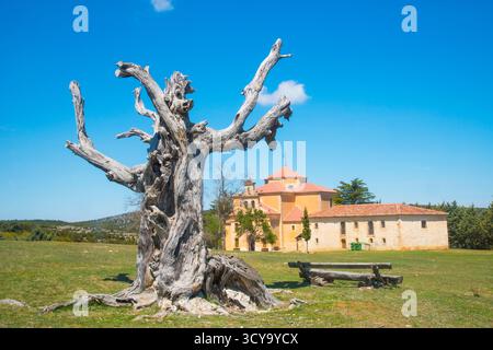 Vieille église de Juniper tree et. Enebral de Hornuez, moral de Hornuez, province de segovia, Castilla Leon, Espagne. Banque D'Images