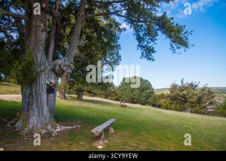 Forêt de genévrier. Moral de Hornuez, province de segovia, Castilla Leon, Espagne. Banque D'Images