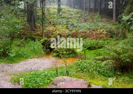 Paysage brumeux autour du Mummelsee, un petit lac à flanc de montagne ouest de la Hornisgrinde dans le nord de la Forêt Noire en Allemagne Banque D'Images