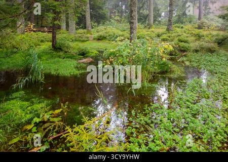 Paysage brumeux autour du Mummelsee, un petit lac à flanc de montagne ouest de la Hornisgrinde dans le nord de la Forêt Noire en Allemagne Banque D'Images