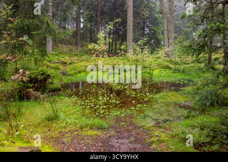 Paysage brumeux autour du Mummelsee, un petit lac à flanc de montagne ouest de la Hornisgrinde dans le nord de la Forêt Noire en Allemagne Banque D'Images