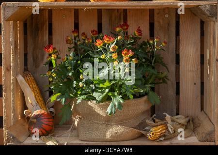 Des chrysanthèmes, des épis de maïs et une citrouille rayée dans une caisse en bois. Banque D'Images