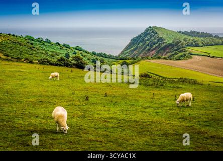 Peak Hill, Sidmouth. Banque D'Images