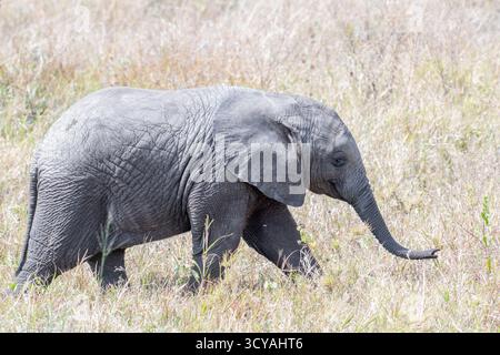 Un bébé éléphant, marchant à travers les prairies du Serengeti, Tanzanie, Afrique Banque D'Images