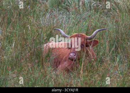 Une majestueuse vache des Highlands, avec de grandes cornes, est assise dans la longue herbe Banque D'Images