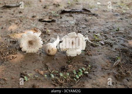 Une vue rapprochée de trois champignons sauvages blancs reposant sur un sol humide, montrant des textures naturelles et des tons terreux. Banque D'Images