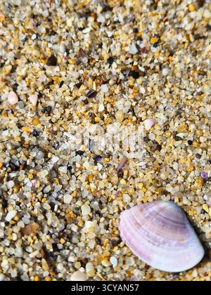 coquille de nacre sur la plage. gros plan sur le sable marin. texture sable transparente. Banque D'Images