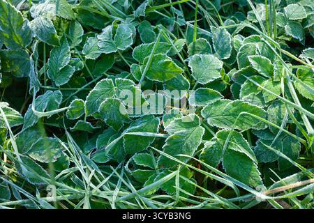 Gel sur les feuilles et l'herbe, matin d'automne Banque D'Images