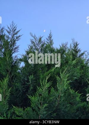 Branches vertes de thuja sur fond de ciel bleu Banque D'Images