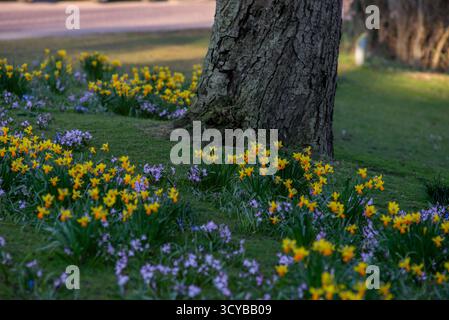 La photo montre une scène de parc à Leyde, aux pays-Bas, avec des grappes de fleurs jaunes et oranges vives mélangées à de délicates fleurs violettes fleurissant aro Banque D'Images