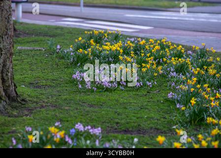 La photo montre une scène de parc à Leyde, aux pays-Bas, avec des grappes de fleurs jaunes et oranges vives mélangées à de délicates fleurs violettes fleurissant aro Banque D'Images