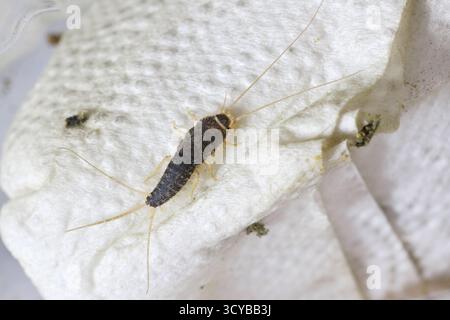 Poisson argenté à longue queue, poisson argenté géant (Ctenolepisma CFF longicaudata, Ctenolepisma CFF longicaudatum), assis sur une serviette en papier. Banque D'Images