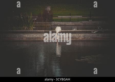 Cygne buvant d'un étang dans un parc tranquille de la ville. Banque D'Images