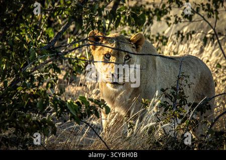 Lionne, se préparant à attaquer ; regardant hors de la couverture d'un arbre mopopane, traquant sa proie. Banque D'Images