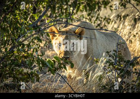 Lionne, se préparant à attaquer ; regardant hors de la couverture d'un arbre mopopane, traquant sa proie. Banque D'Images