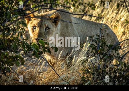 Lionne, se préparant à attaquer ; regardant hors de la couverture d'un arbre mopopane, traquant sa proie. Banque D'Images